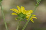 Wholeleaf rosinweed